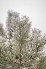Rime on pine needles in nature. Green branches of a Christmas tree covered with snow in winter, on a sunny day.