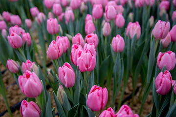 flowers tulips bouquet dutch bud