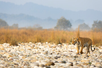 Obraz na płótnie Canvas Royal Bengal Tiger from Tiger Capital in India - Jim Corbett National Park