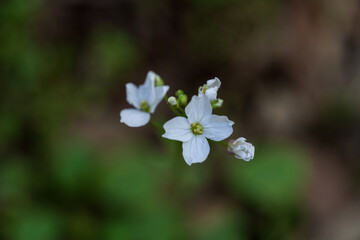 forget me not flowers