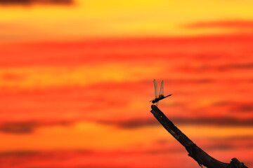 夕焼け空と枝に止まるトンボ © imacoconut