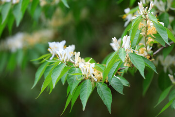Medicinal plant honeysuckle in the park, North China