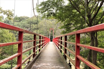  茨城県涸沼自然公園のイトトンボ橋
