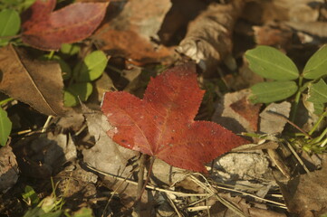 maple on ground
