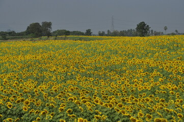 Fototapeta premium field ofsunflowers