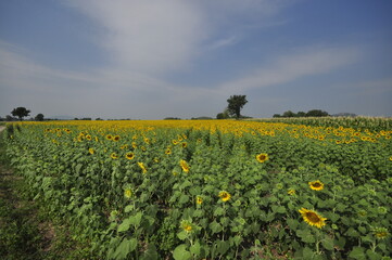 field ofsunflowers