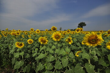 field ofsunflowers