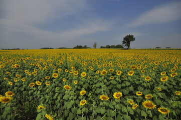 field ofsunflowers