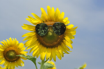 sunflower on the field