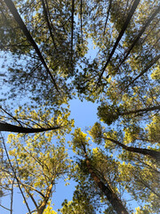 Fototapeta premium trees in the bedengan forest