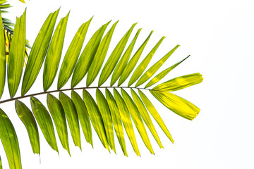 Fototapeta premium Fresh green palm leaves over white sky background, outdoor day light, nature concept background