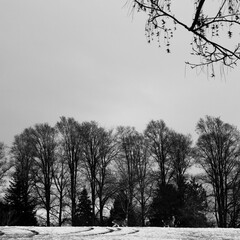 a silhouette of trees and dogs in winter