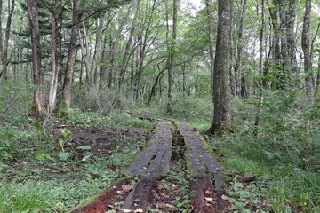 戸隠神社の鏡池（散策路）
