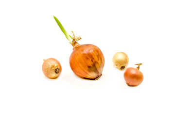 Sprouted onion bulb isolated on white background.