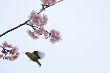 ２月下旬、早咲きの河津桜が咲始め、メジロが飛んできた。