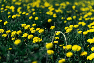 Fototapeta premium Yellow flowers of dandelions in green backgrounds. Spring and summer background.
