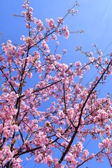 Sakura 2021