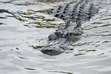 Alligator and her baby crocodile pose in the swamp - Florida, United States	