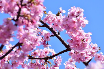 Obraz premium Sakura 2021