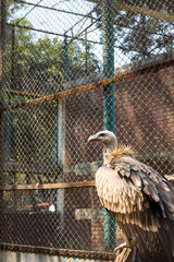 An aggressive Griffon vulture standing on a tree trunk inside of a cage