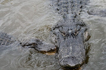 Naklejka premium Alligator and her baby crocodile pose in the swamp - Florida, United States 