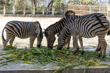 Fototapeta na wymiar Three zebra eating green grass inside of a park