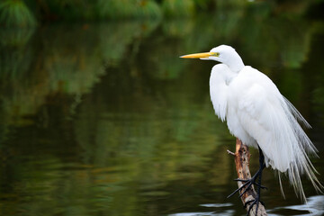 Great white egret (heron) in a Florida lake
