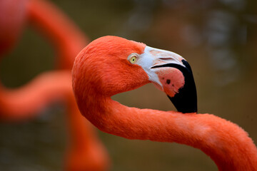 pink flamingo portrait