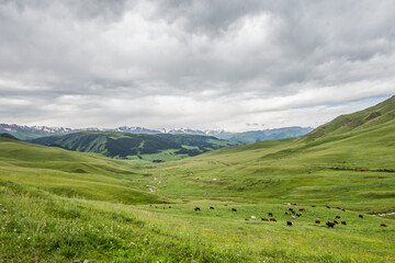 Obraz premium Endless steppe in the valley at the foot of the mountains, bathed in bright sunlight. Amazing view on green mountains. mountain, covered with green trees, under a blue sky with clouds.