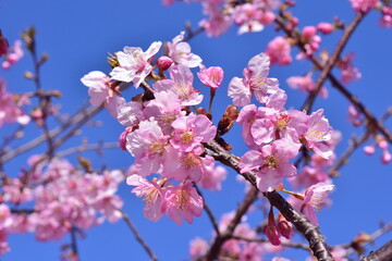Sakura 2021