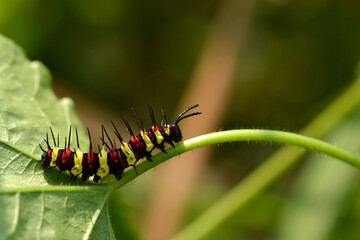 A Caterpillar Leopard Lacewing ( Cethosia Cyane Euanthes) climbing on branch of fetid passionflower tree.