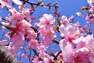 Sakura 2021