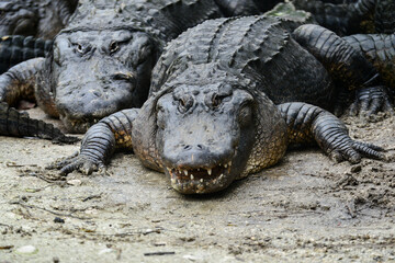 Alligator  pose in the swamp - Florida, United States	