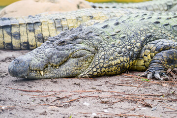 Alligator and her baby crocodile pose in the swamp - Florida, United States	