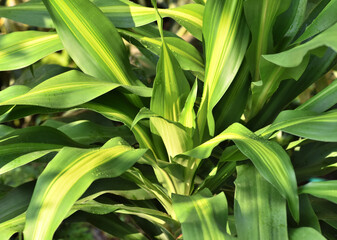 Dracaena fragrant with sunlight in the garden