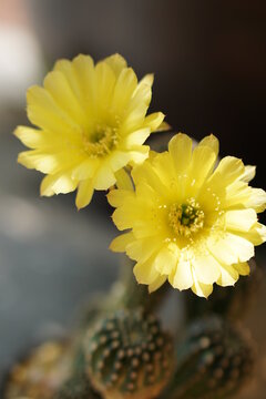 lobivia cactus flower yellow cute