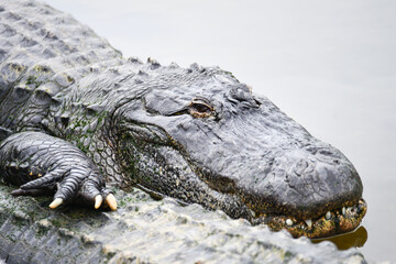 Alligator  pose in the swamp - Florida, United States	