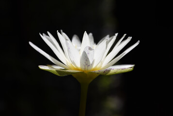 side view of white waterlily is blooming in plantation with black background .