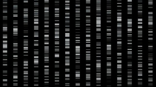 DNA  barcodes . DNA barcoding . Grayscale colors. Scrolling up rising movement.   3d animation render   