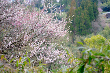 山の中に咲く梅の花のイメージ素材