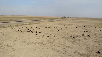 Fototapeta na wymiar herd of animals in the desert