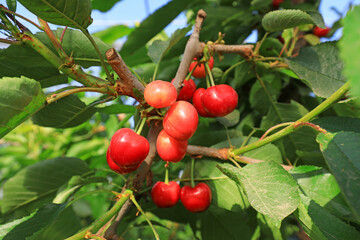 Ripe cherries hang on the branches, North China