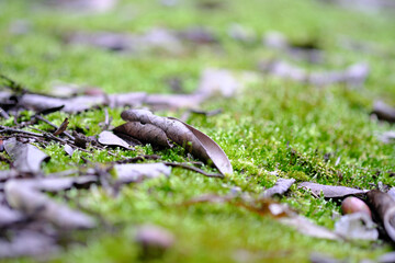 苔と落ち葉とドングリの美しい風景