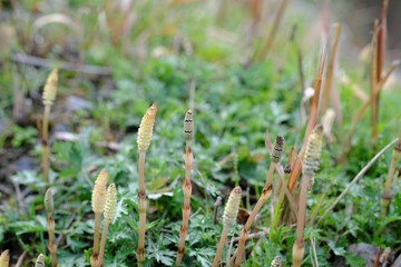 春の陽気に誘われて伸びるつくし