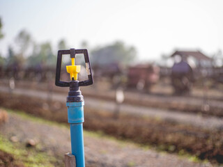 Water springer and vegetable field