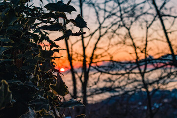 The sun shines through the ivy leaves on the blurred background of the sunset.
