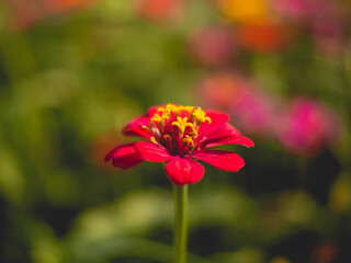Colored flowers and little bees