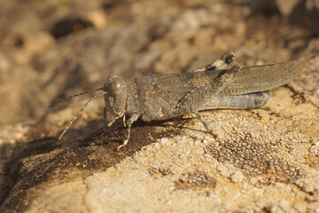 Closeup of a Slender blue-winged grasshopper , Sphingonotus coerulans on a stone in Southern France