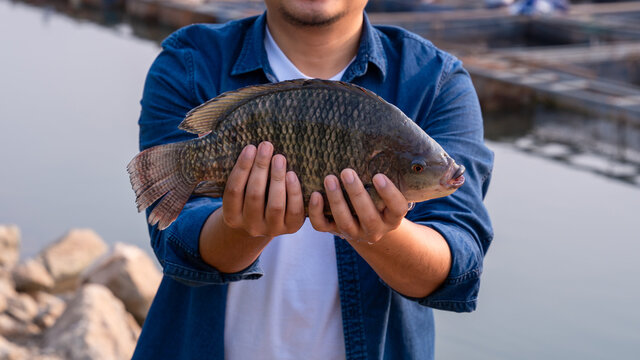 Close up fisherman holding big tilapia fish, freshwater fish that was raised in ponds and cages.