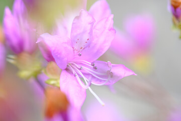 Obraz na płótnie Canvas 美しく花開くピンク色のツツジの花
